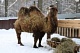 Как зимуют животные в новомосковском зоопарке