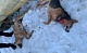 Зарезали и раздавили: в Новомосковске неизвестные жестоко убили бездомных собак