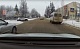 В Новомосковске водитель маршрутки не остановился на красный свет