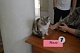 В Новомосковске прошла выставка кошек