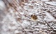 Погода в Туле 16 января: пасмурно и легкий мороз