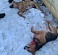 В Новомосковске неизвестный убивает бездомных собак