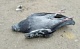 Жители Новомосковска: «Город усыпан трупами голубей»