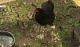 В Новомосковске птенцов павлинов отдали на воспитание курице