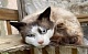 В Новомосковске кот две недели ждал погибшего хозяина и чуть не умер от голода