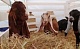 Россиянам запретили разводить овец и кур на садовых участках